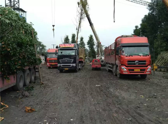 货运公司提供成都到自贡6.8米9.6米13米17.5米返空货车、回程配货车