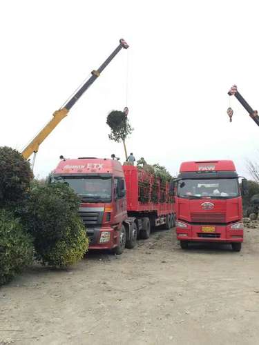 崇州花木货运,中国花卉货运应该怎样推进？